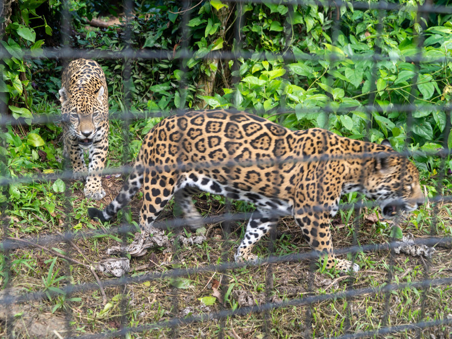 Ein junges Jaguarweibchen wird von dem jungen Männchen verfolgt