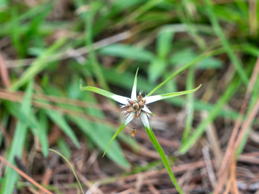 Sternengras, Sternsegge - Rhynchospora colorata