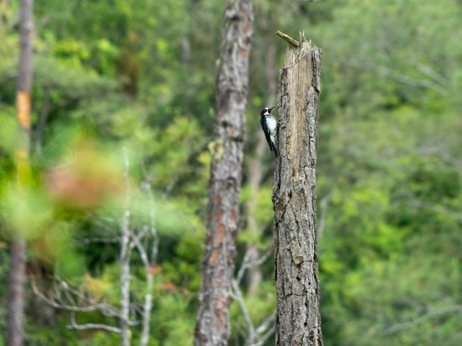 Ein Buntspecht hämmert auf Futtersuche an diesem Baum herum