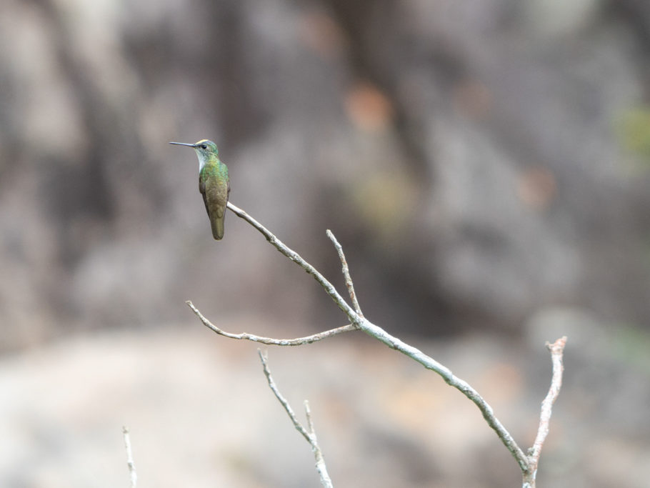 Der kleine Kolibri wirft erst einen kurzen Blick nach links...