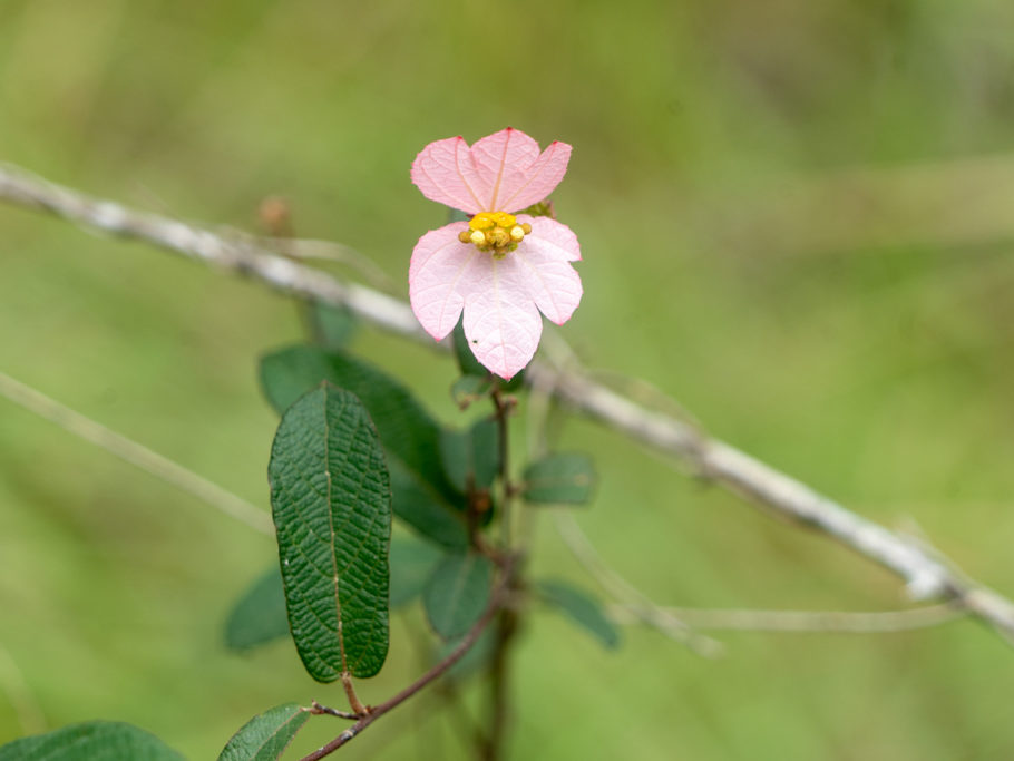 Dalechampia schippii - ein windenartiges Wolfsmilchgewächs