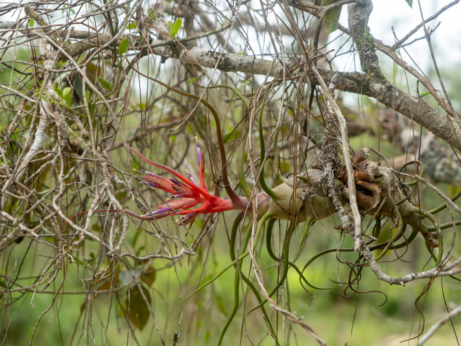 Eine Tillandsia, ein Bromeliengewächs