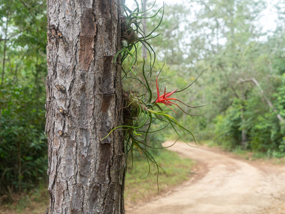 Eine Tillandsia, ein Bromeliengewächs