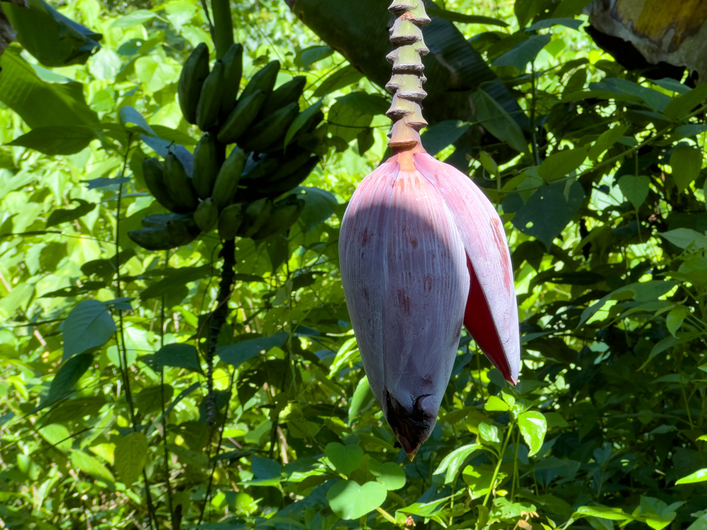 Eine Bananenblüte