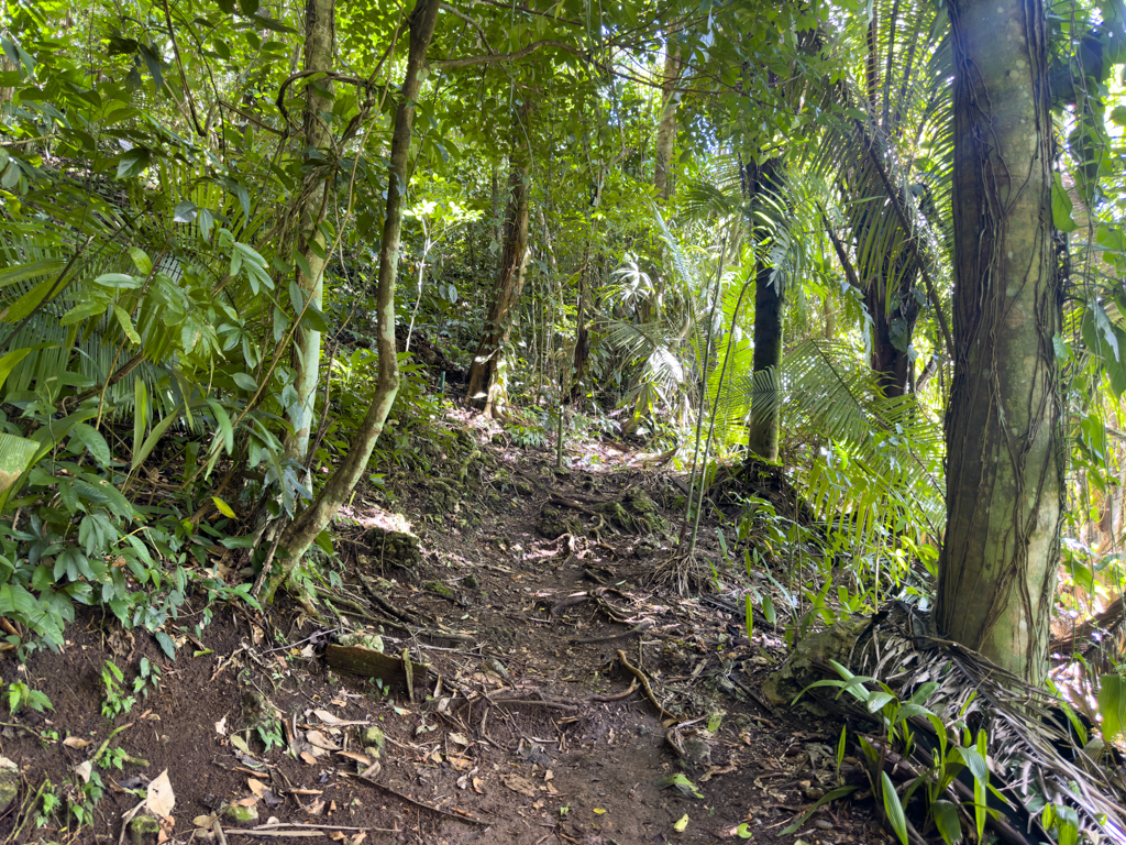 Mit Jo auf dem ersten Dschungel Walk hier in Belize