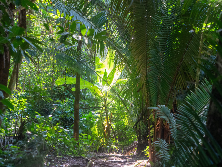 Mit Jo auf dem ersten Dschungel Walk hier in Belize