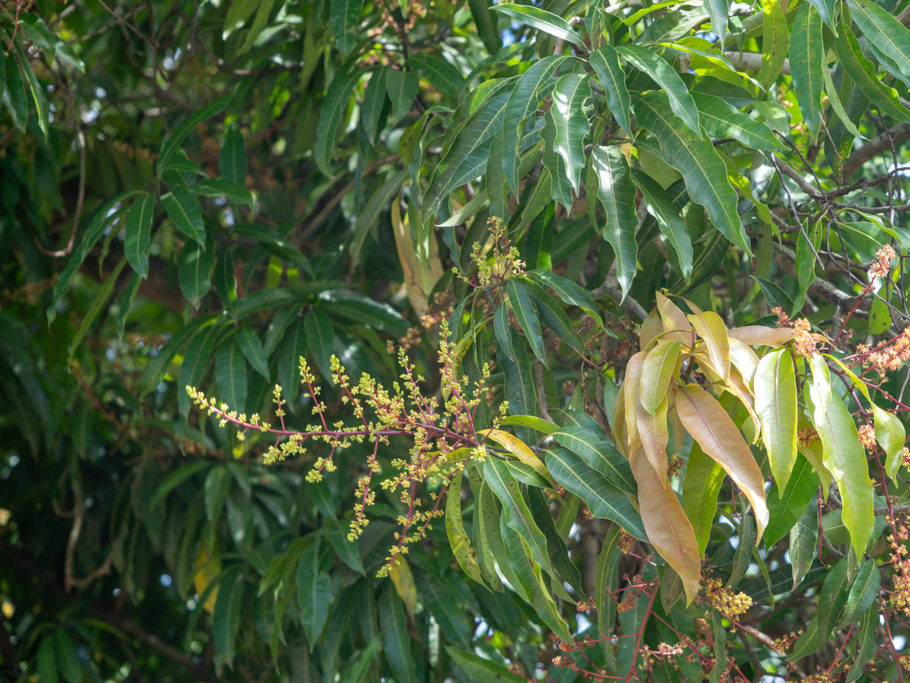 Mango Blüten