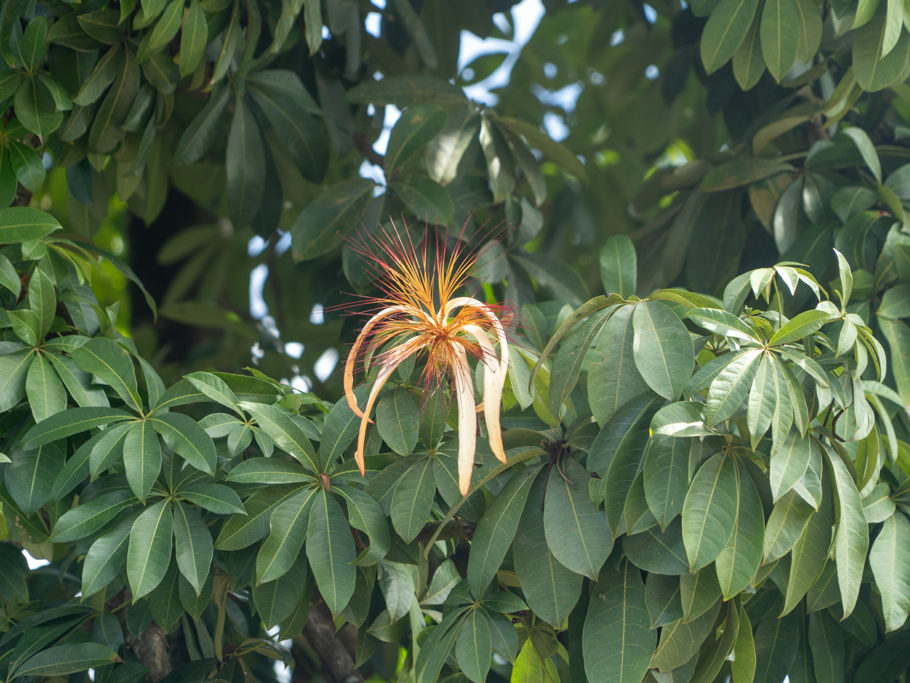 Wilder Kakaobaum - Pachira aquatica