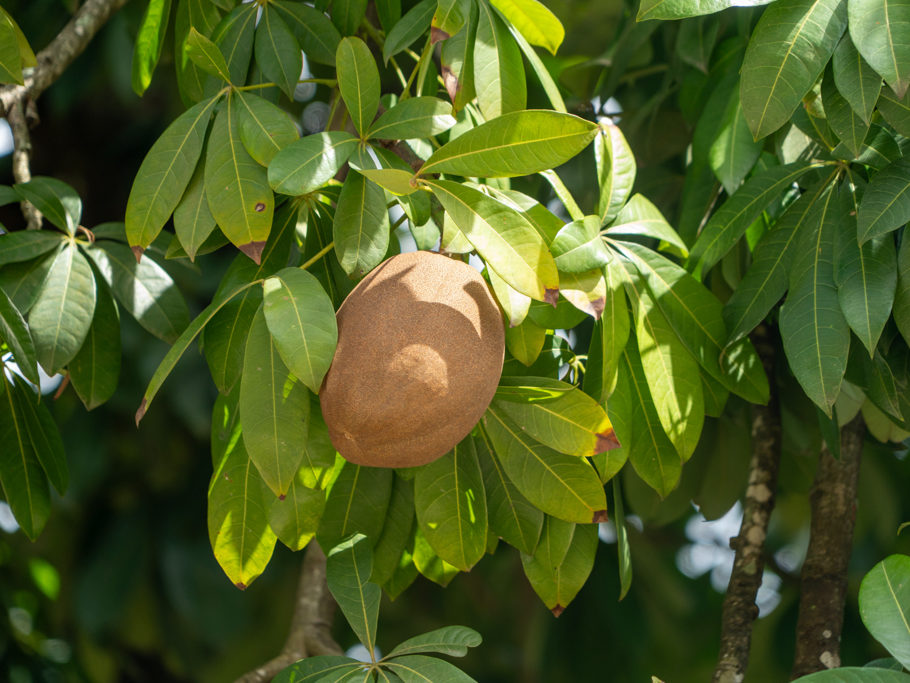 Wilder Kakaobaum - Pachira aquatica: Frucht