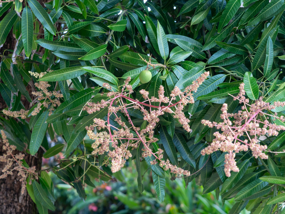 Mango, Blüten und kleine Frucht