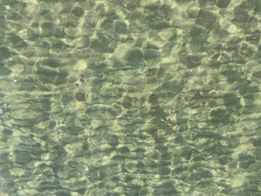 Längliche Hornhechte oder Trompetenfische schwimmen knapp unter der Wasseroberfläche