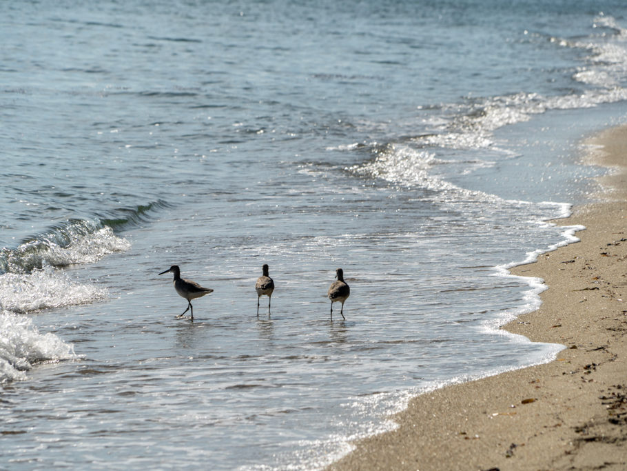 am Strand von Hopkins