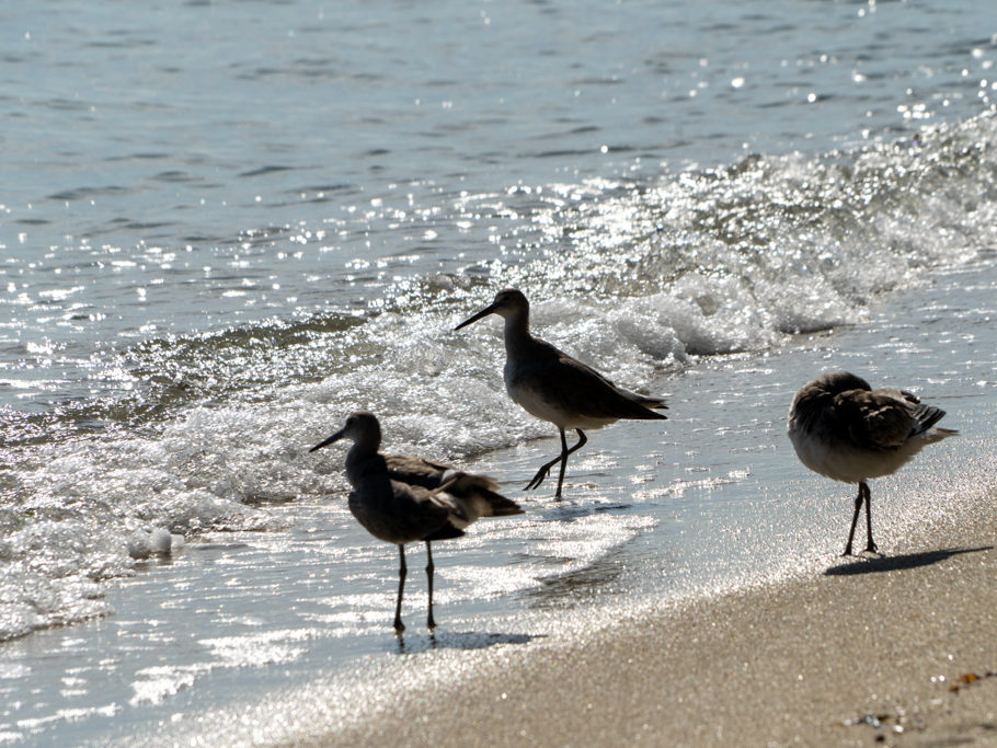 am Strand von Hopkins