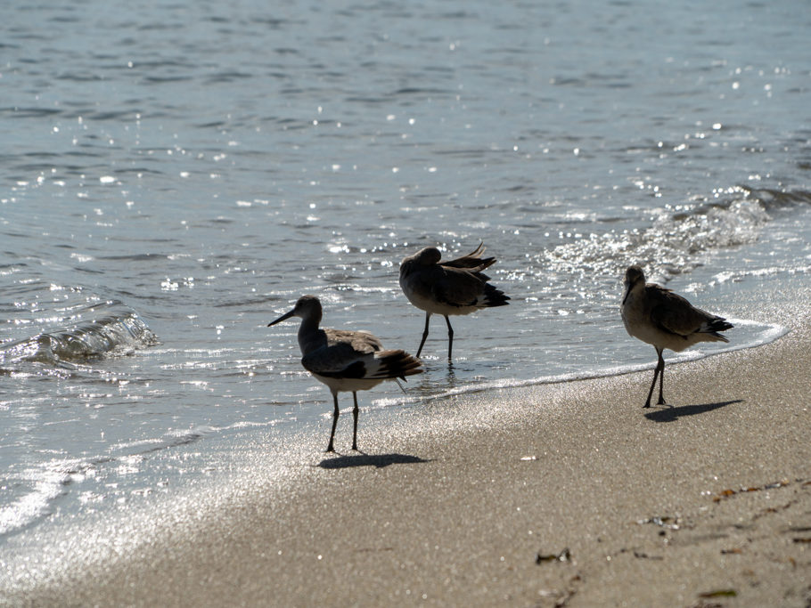 am Strand von Hopkins