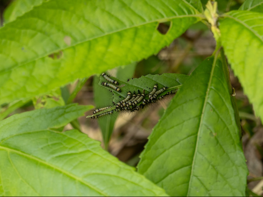 Kleine Räupchen fressen sich durch die Blätter - was das wohl mal für einen Schmetterling oder Falter gibt?