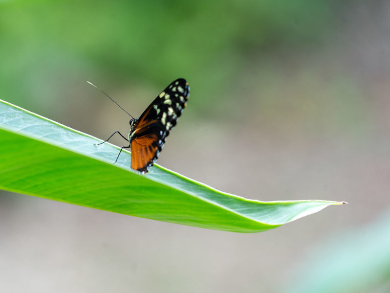 Vermutlich ein Tiger Longwing Schmetterling - Heliconius ismenius