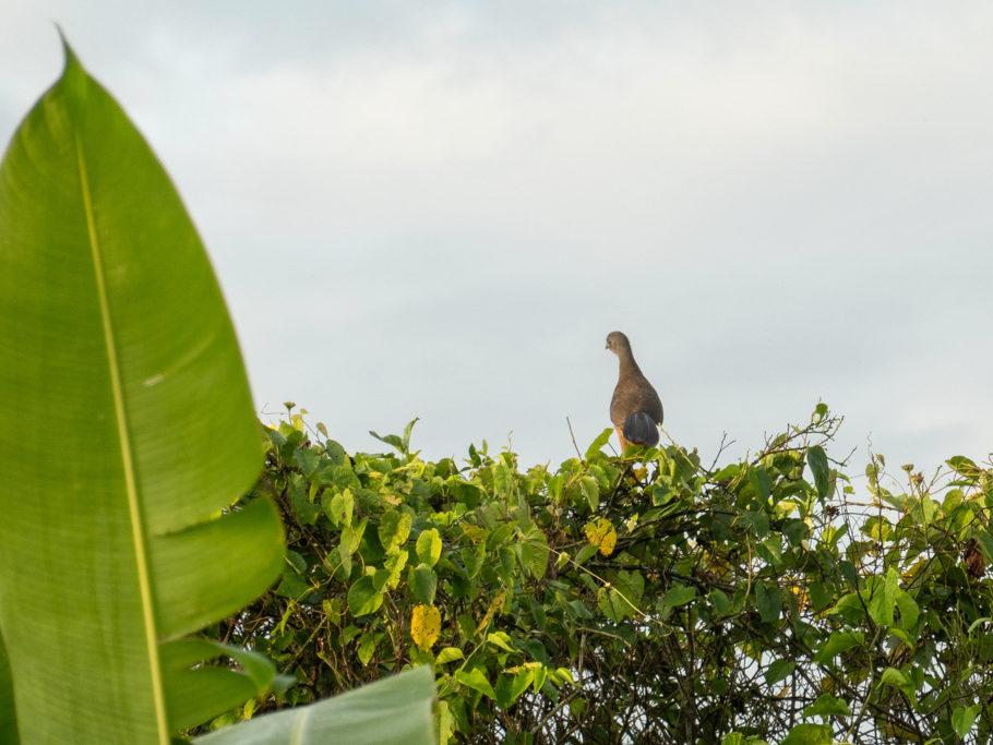 Mo_20240202__dsc07602 Ein Braunflügelguan - Ortalis vetula - mit charakteristischem Ruf