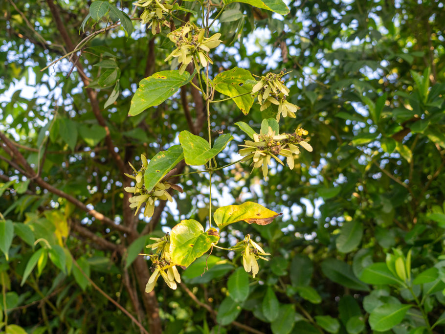 Mo_20240202__mba06667 Eine Schlingpflanze hängt von der Hecke am Wegrand