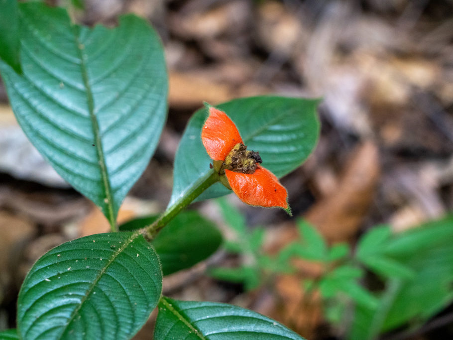 Mo_20240202__mba06682 Kussmundpflanze, Hot Lips Bush - Psychotria poeppigiana