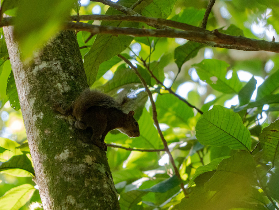 Mo_20240202__mba06691_crop Ein Squirrel im Dschungel