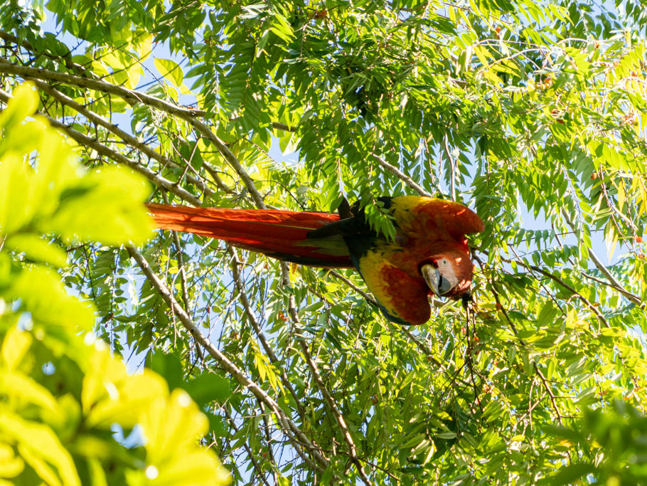 Mo_20240202__mba06701 Scharlachara - Ara macao - kopfüber an einem Baum mit bevorzugten Früchten