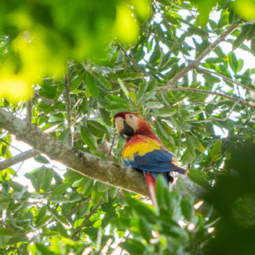 Scarlet Macaw Paradise