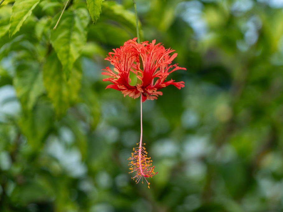 Hibiskusblüte, später am Morgen