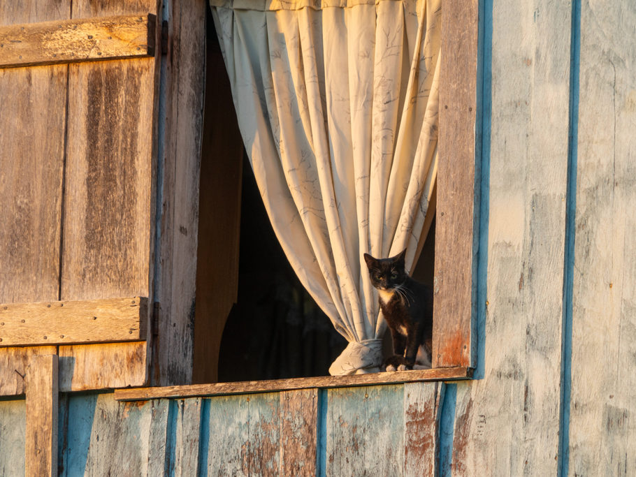 Die Katze geniesst den Ausblick aus dem Fenster
