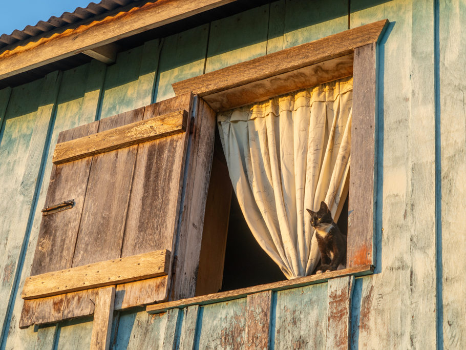 Die Katze geniesst den Ausblick aus dem Fenster
