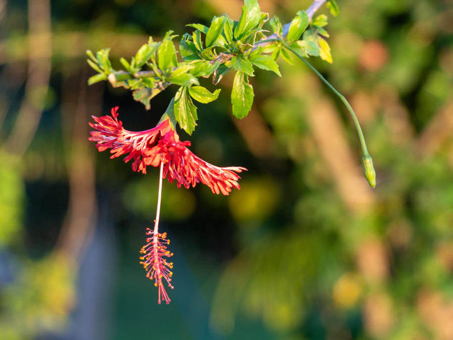 Hibiskusblüte, am frühen Morgen noch nicht aufgerollt