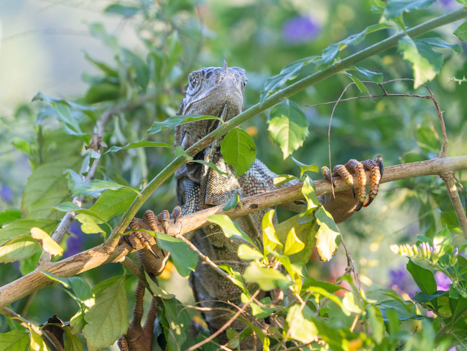 Ein am linken Auge verletzter Leguan ruht sich im Busch aus