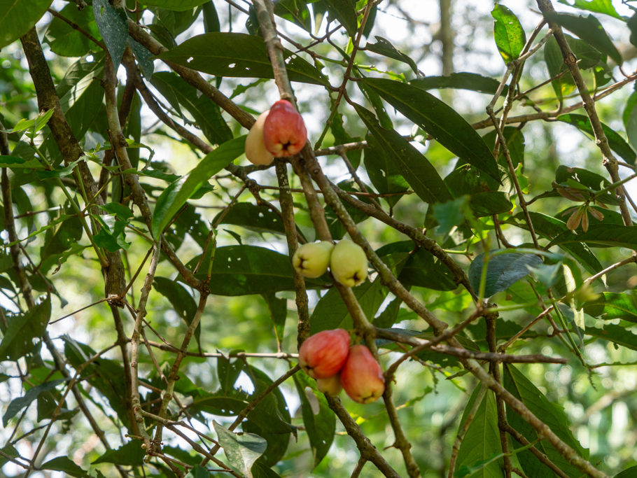 Malay Apple - Syzygium malaccense