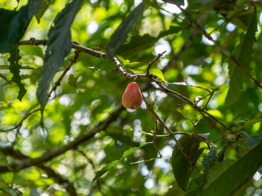 Malay Apple - Syzygium malaccense: Eine essbare Frucht mit wächserner, roter Haut und weissem Fleisch