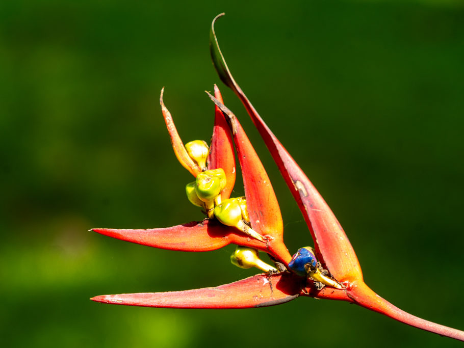 Eine Helikonie (Papageien-Hummerschere?), eine orangerote Wildblume im ansonsten eintönig grünen Dschungel