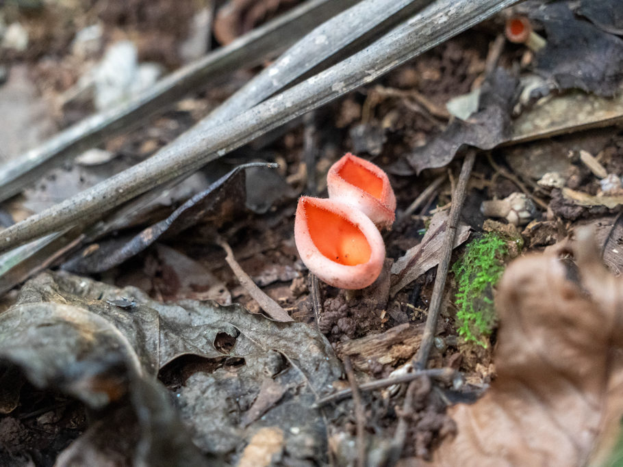 ein Kelchbecherling - Cookeina speciosa
