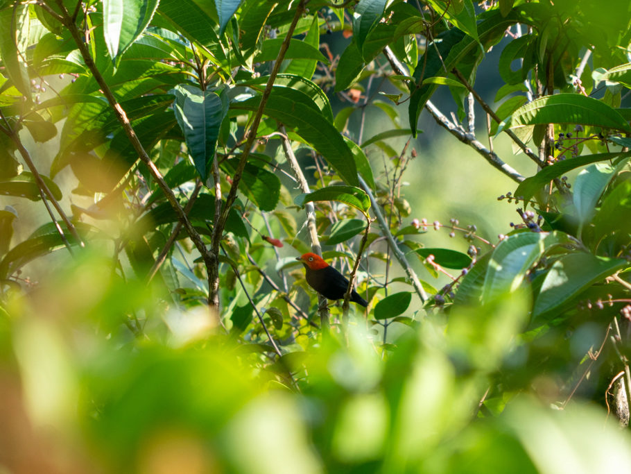 Ein farbenfroher Vogel im Dschungel des Mayflower Bocawina National Parks