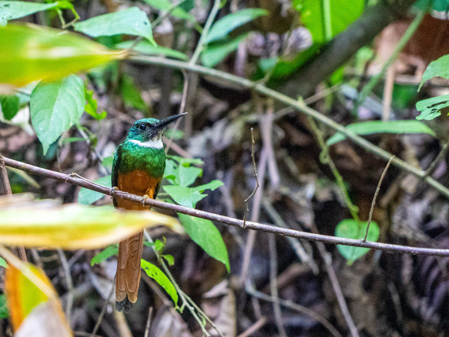 Ein in vielen bunten Farben schimmernder Kolibri