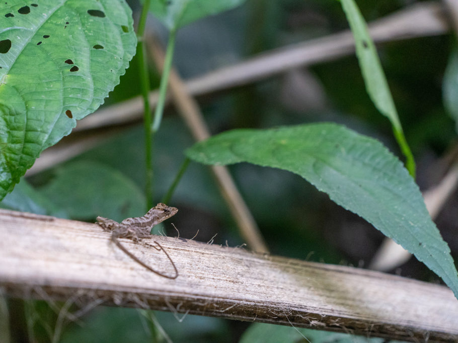 Jo entdeckt eine kleine Echse im Dschungel des Mayflower Bocawina National Parks