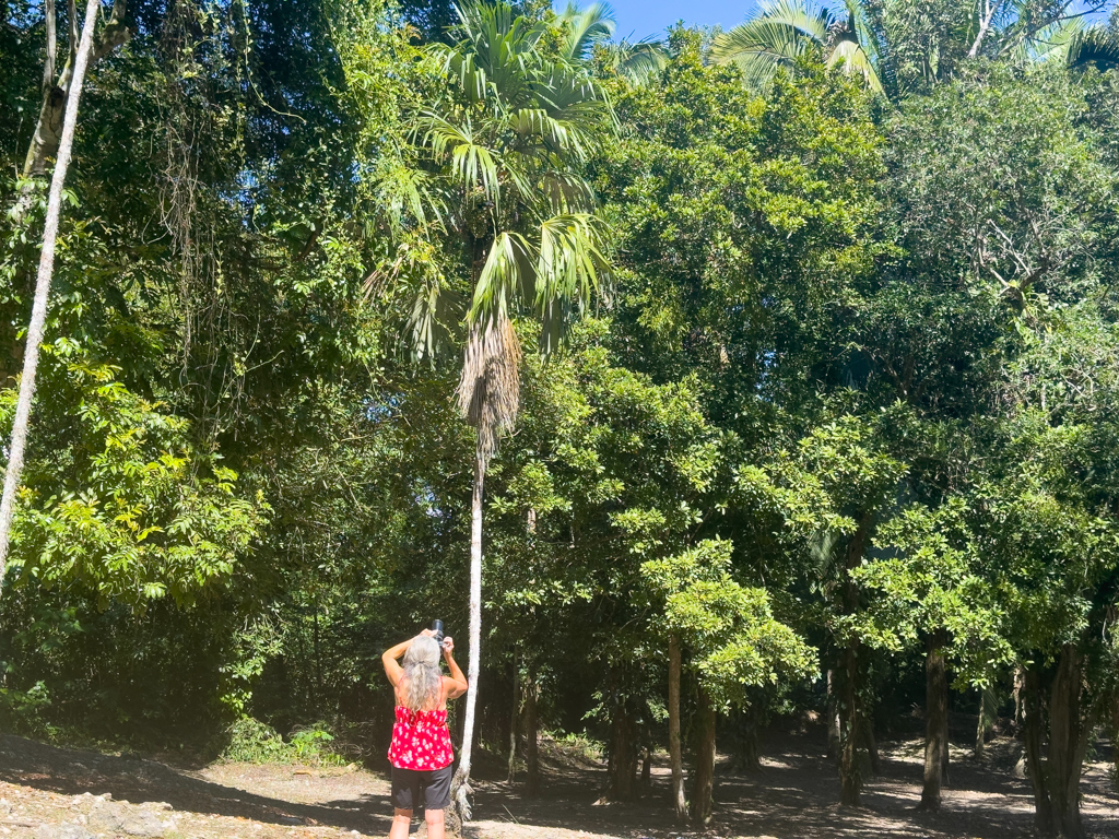 Ma fotografiert einen Tukan der oben im Baum sitzt