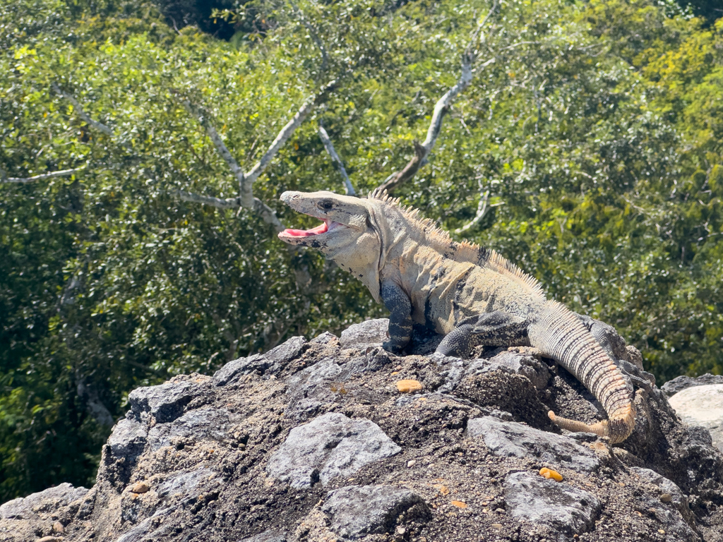 Ein Leguan wärmt sich in der Sonne auf