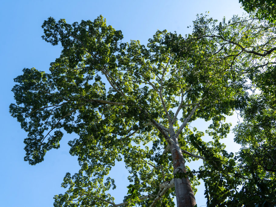 "Maya-Baum", Tree of Life. Yaxche, Ceiba, Kapok, Silk Cotton tree sind weitere gängige Namen dieses gigantischen Dschungelriesen