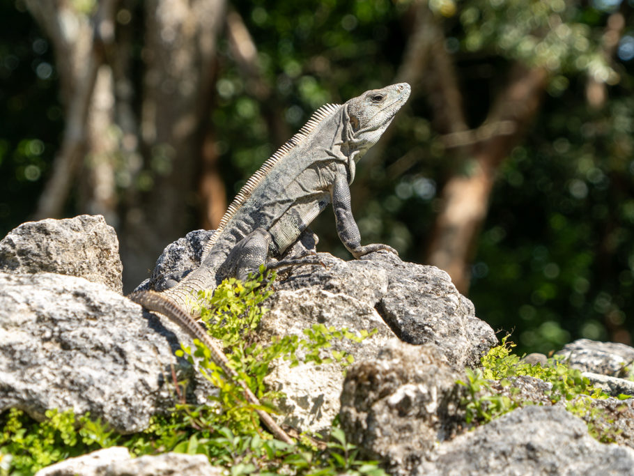 Ein Leguan wärmt sich in der Sonne auf