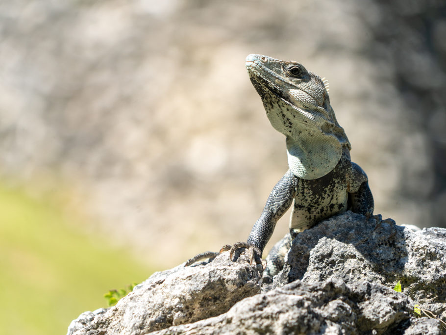 Ein stolzer noch kleiner Leguan wärmt sich in der Sonne auf