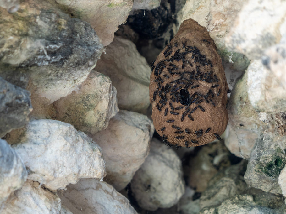 Bienennest in der Maya-Ruine