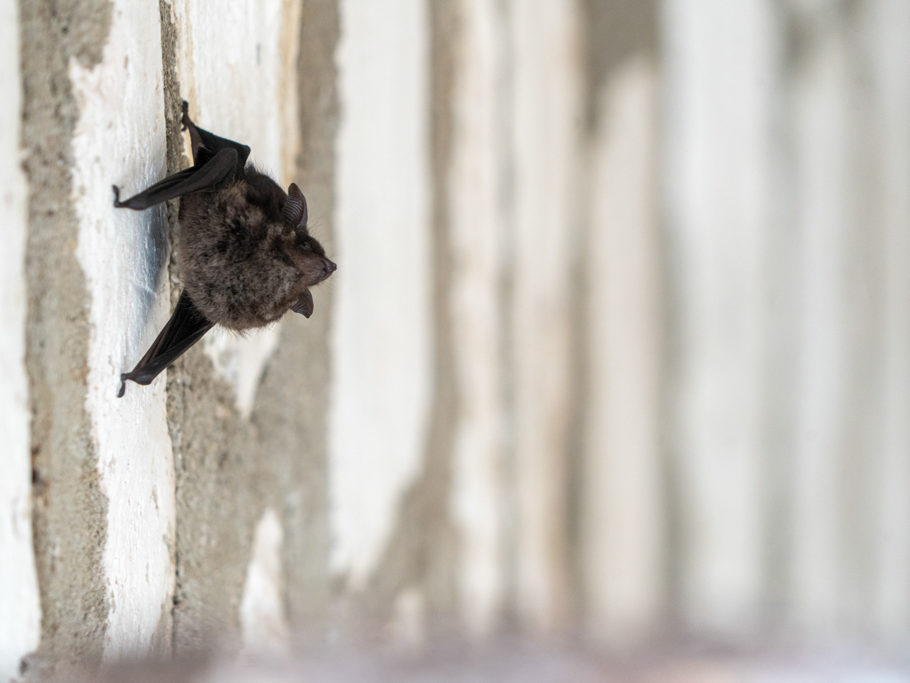 Eine Fledermaus an der Decke in einem kleine Gewölbe hier in den Ruinen von Xunantunich