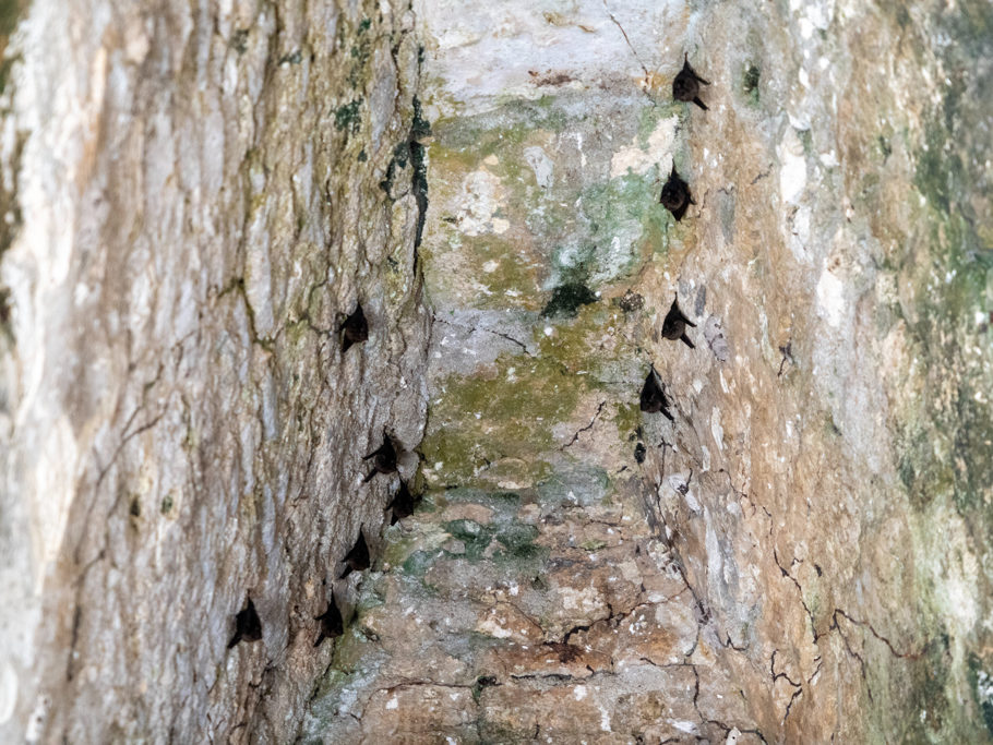 Fledermäuse an der Decke in einem kleinen Gewölbe hier in den Ruinen von Xunantunich