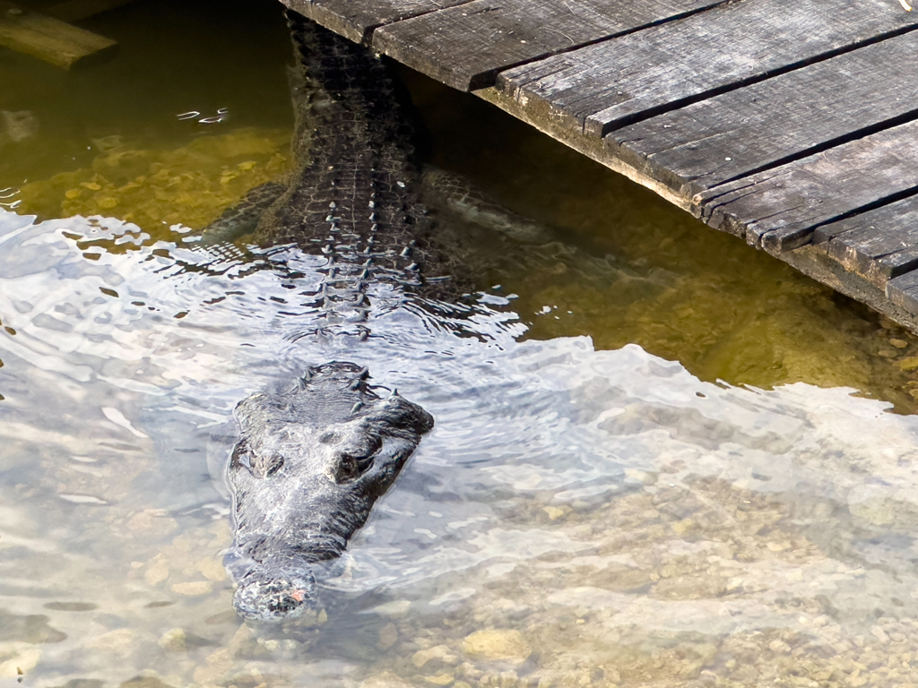 Rosco das Krokodil Maskottchen der Eco Lodge lebt zurückgezogen unter dem Bootssteg