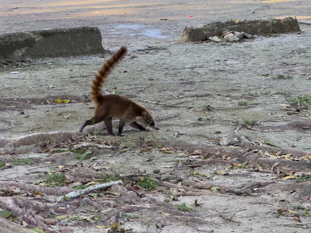 Ein Nasenbär sucht aufgeregt nach Fressbarem