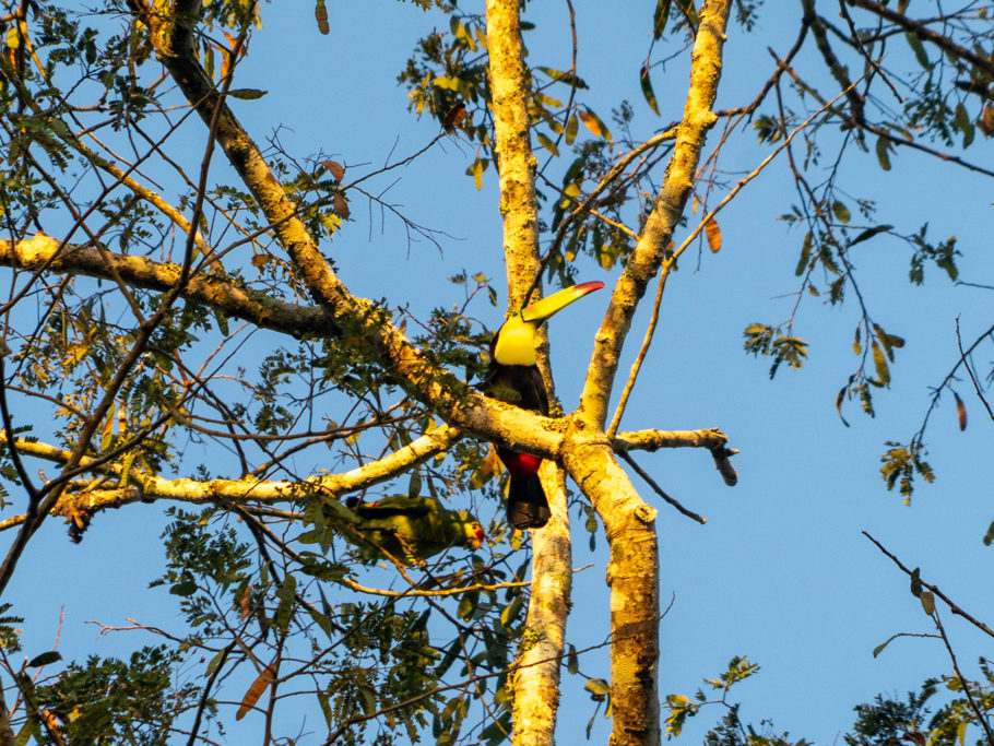 Ein Tukan sitzt im Baum