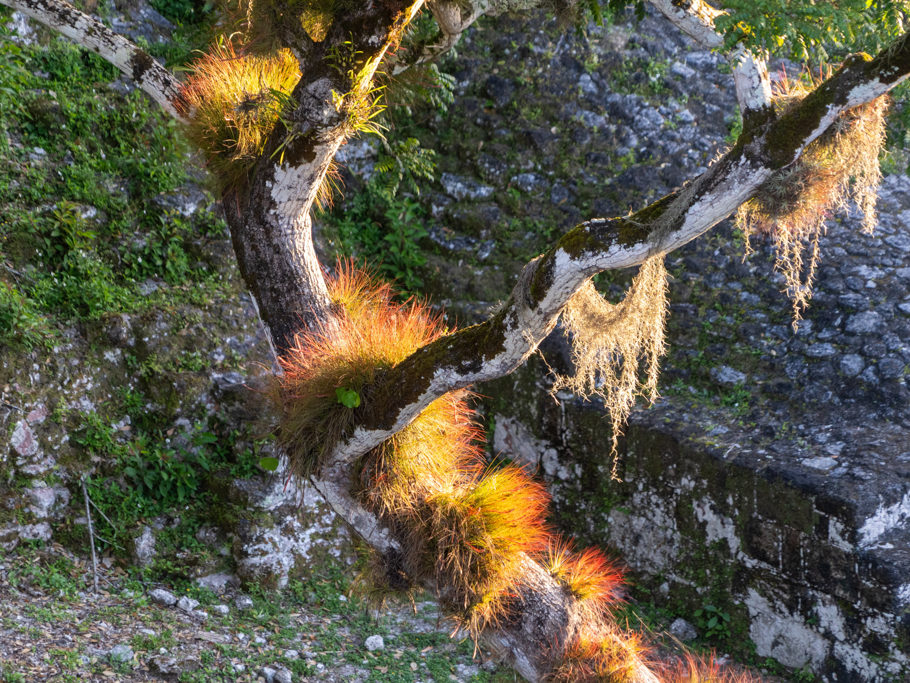 Die Flechten leuchten in den ersten Sonnenstrahlen